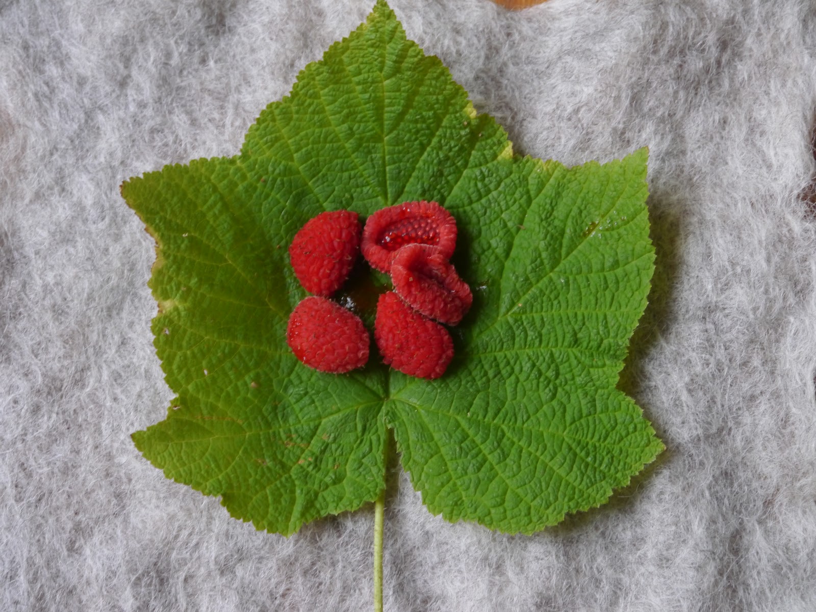 ทิมเบิลเบอรี่ - Thimbleberry