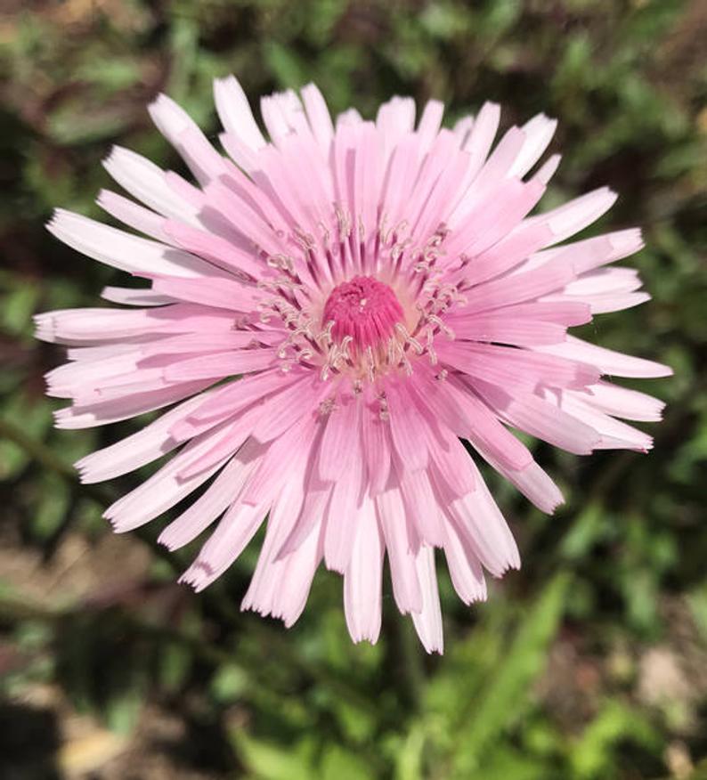 เครพิสสีชมพู - Crepis Rubra