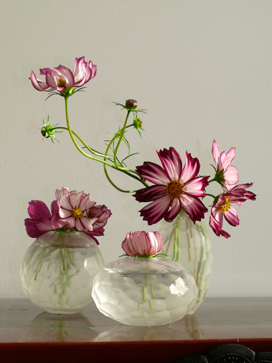 ดาวกระจายแคนดี้สตริป - Candy Stripe Cosmos