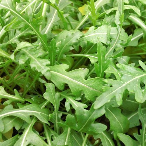 ไวล์ดร็อกเก็ตซิลเวทต้า - Diplotaxis Tenuifolia (Sylvetta Wild Rocket)