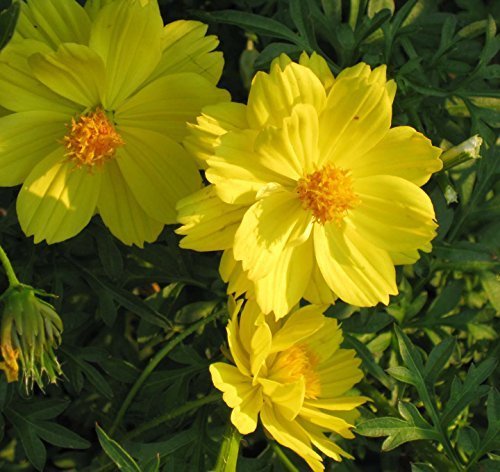 ดาวกระจายต้นเตี้ยสีเหลืองอ่อน - Dwarf Lemon Sulphur Cosmos
