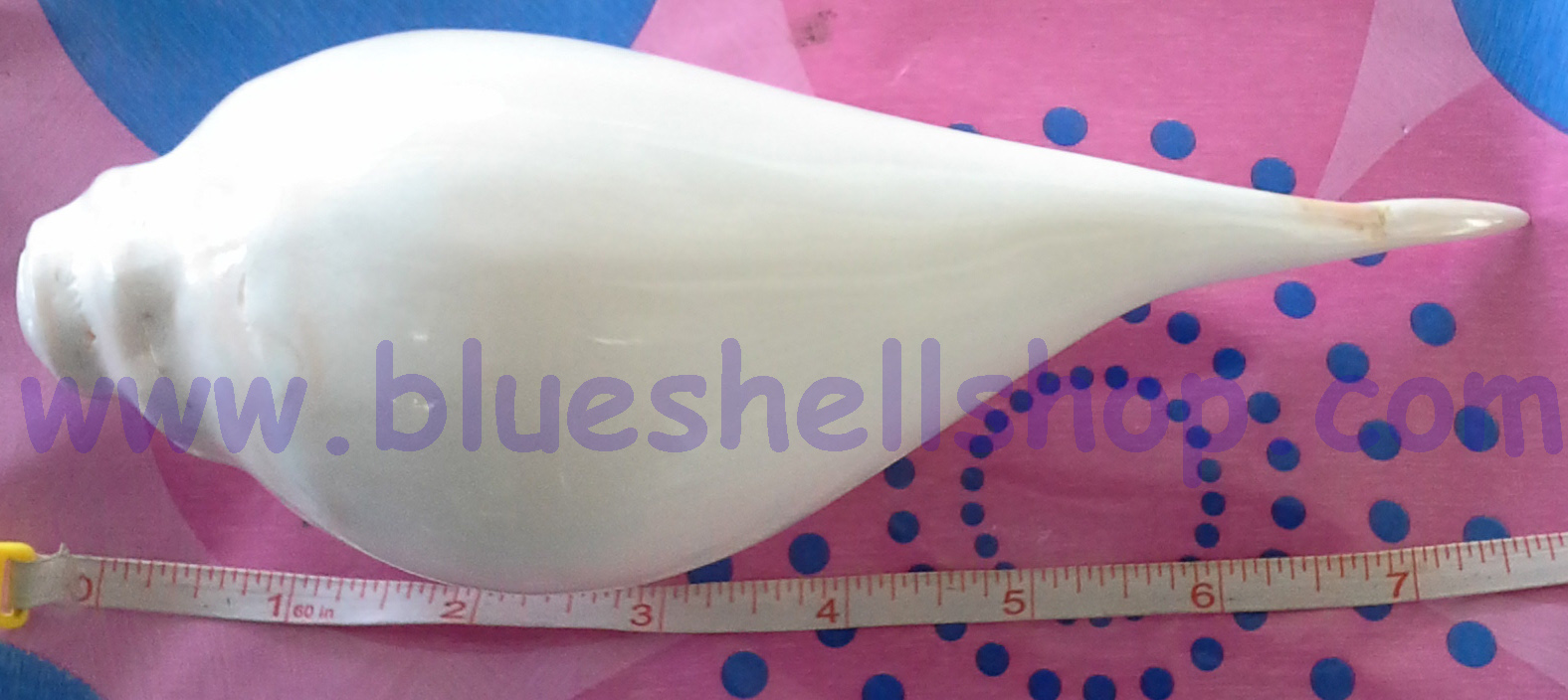 หอยสังข์ปลีกล้วย