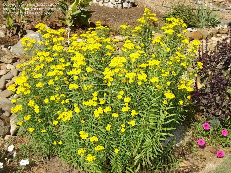 ดาวเรืองเม็กซิโก - Marigold Mexican