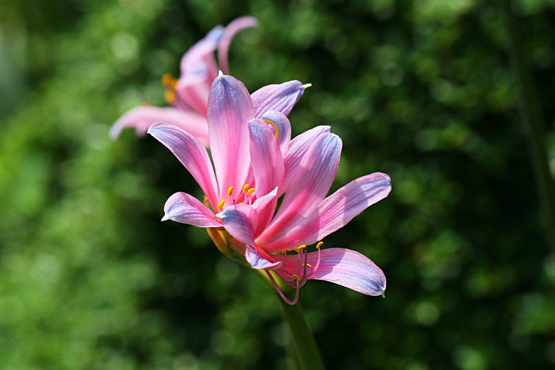 หัวลิลลี่แมงมุมสีฟ้า - Electric Blue Spider Lily (Lycoris Sprengeri) 1 หัว