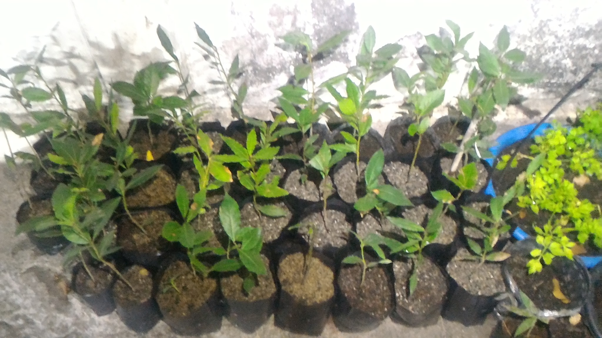 ต้นกระวาน - Bay leaf (Laurus nobilis)