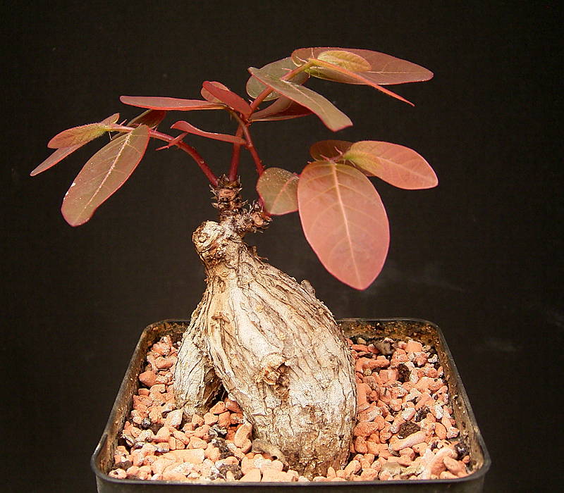 มะยมเงิน มะยมทอง - Phyllanthus mirabilis