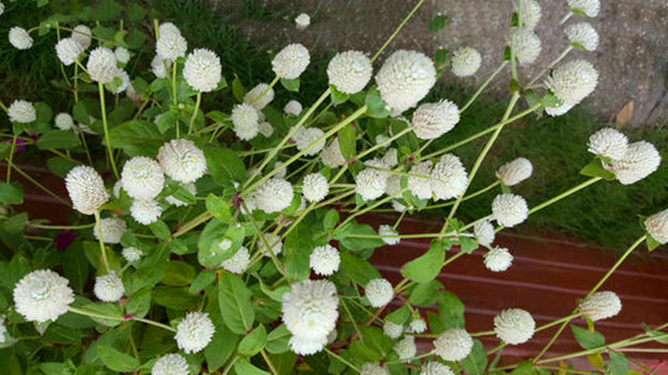 บานไม่รู้โรยสีขาว - White Gomphrena