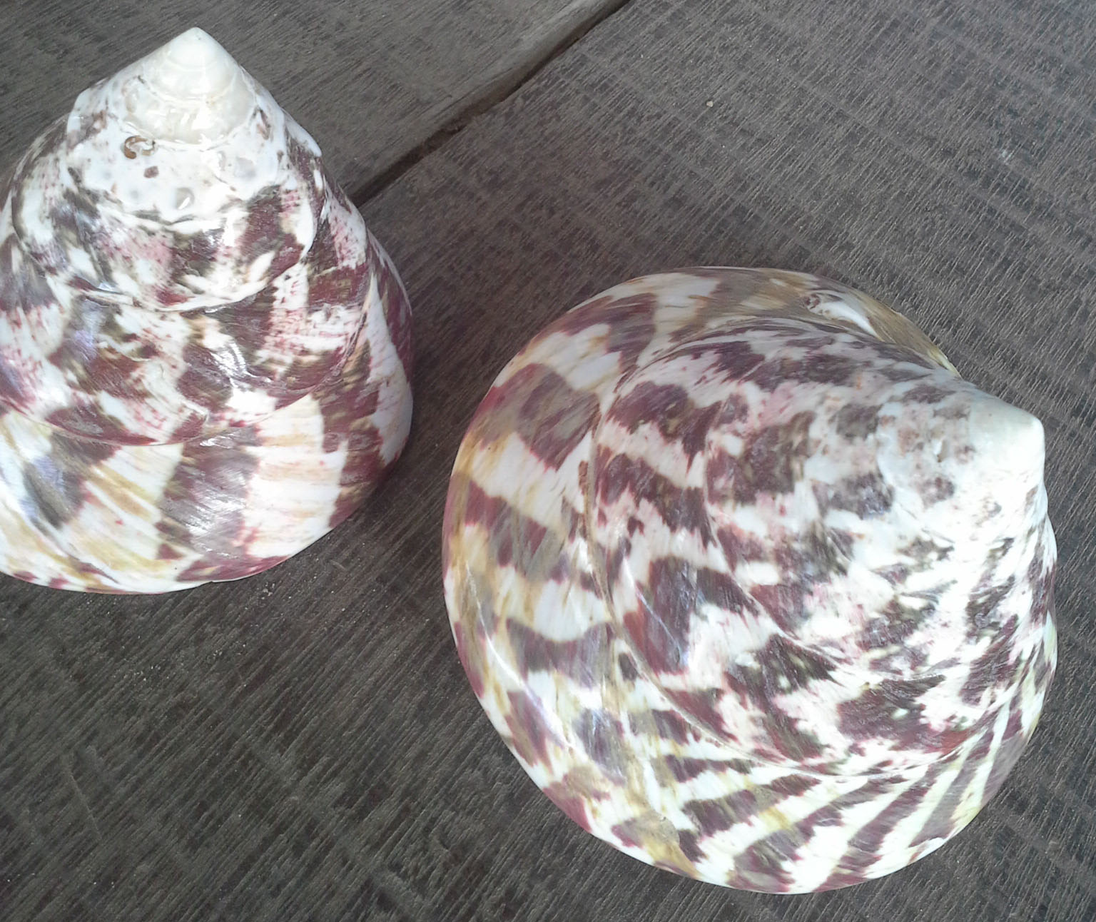 เปลือกหอยนมสาวธรรมชาติ