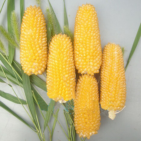 ข้าวโพดป๊อปคอร์นสับปะรดสีเหลือง - Pineapple Popcorn (หายากกว่าสีแดง)