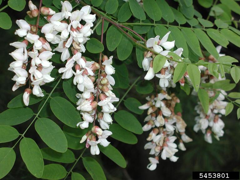 แบล็กโลคัส (แคฝรั่ง) - Black Locust Tree