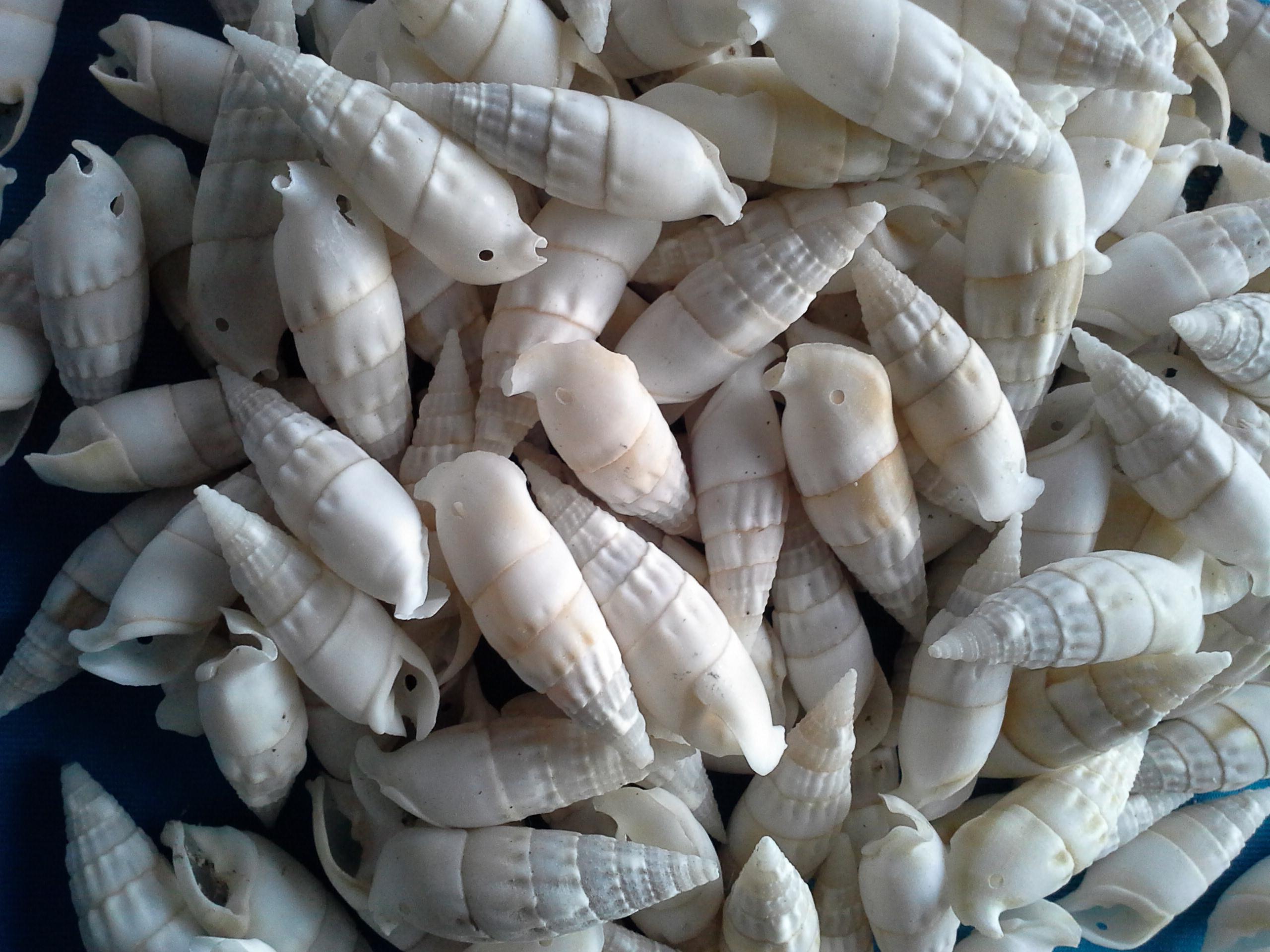 เปลือกหอยตัวหนอน