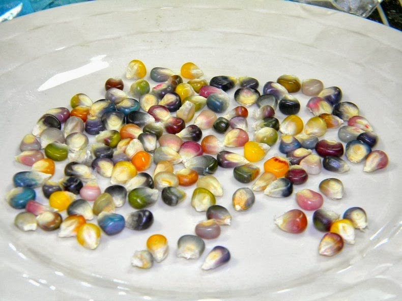 ข้าวโพดอัญมณี - Glass Gem Corn