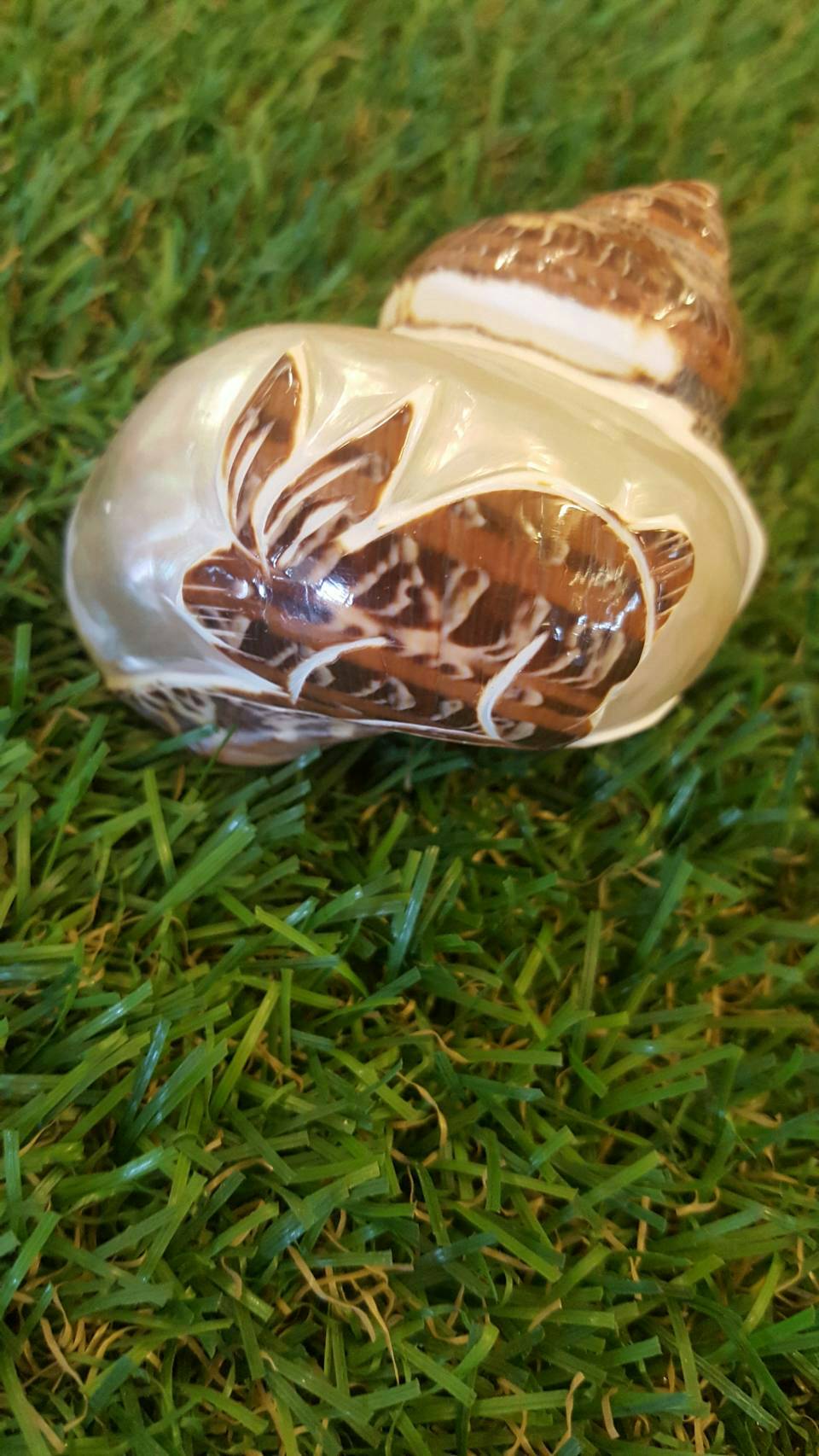 เปลือกหอยเบี้ยเสือแกะสลักกระต่าย