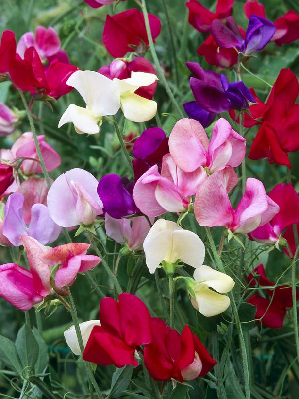 สวีทพีคละสี - Mixed Sweet Pea 20 เมล็ด