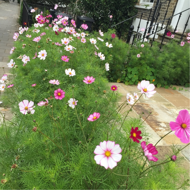 ดาวกระจายคละสี - Mixed Cosmos