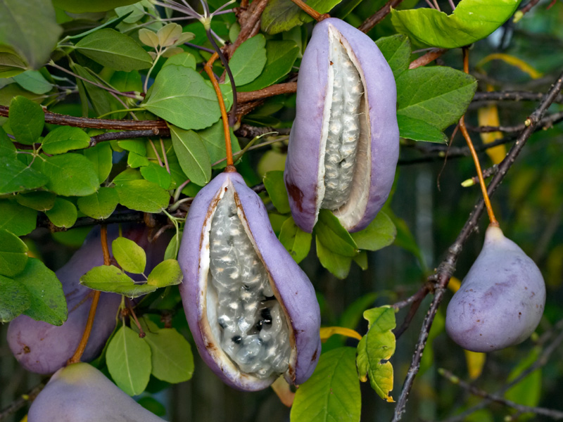อะเคบิ - Akebia Trifoliata