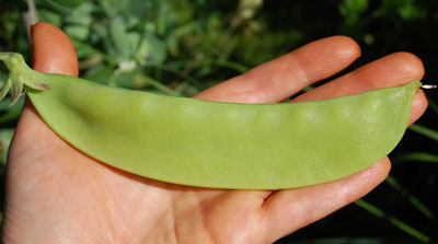 ถั่วลันเตาฝักใหญ่ - Carouby de Maussane Pea