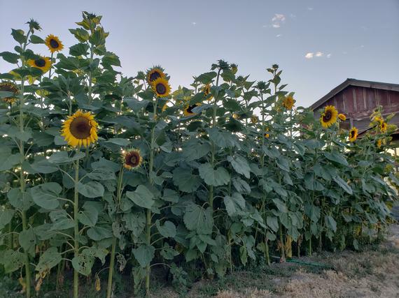 ทานตะวันรัสเซียดำ - Black Russian Sunflower (ต้นสูง)