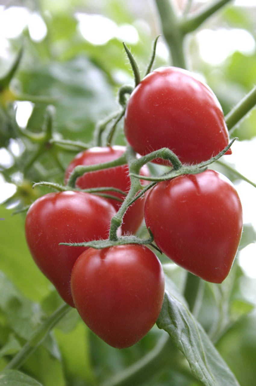 มะเขือเทศหัวใจ - Tomatoberry