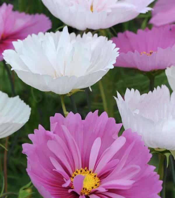 ดาวกระจายคัพเค้กคละสี - Cupcakes Mixed Cosmos
