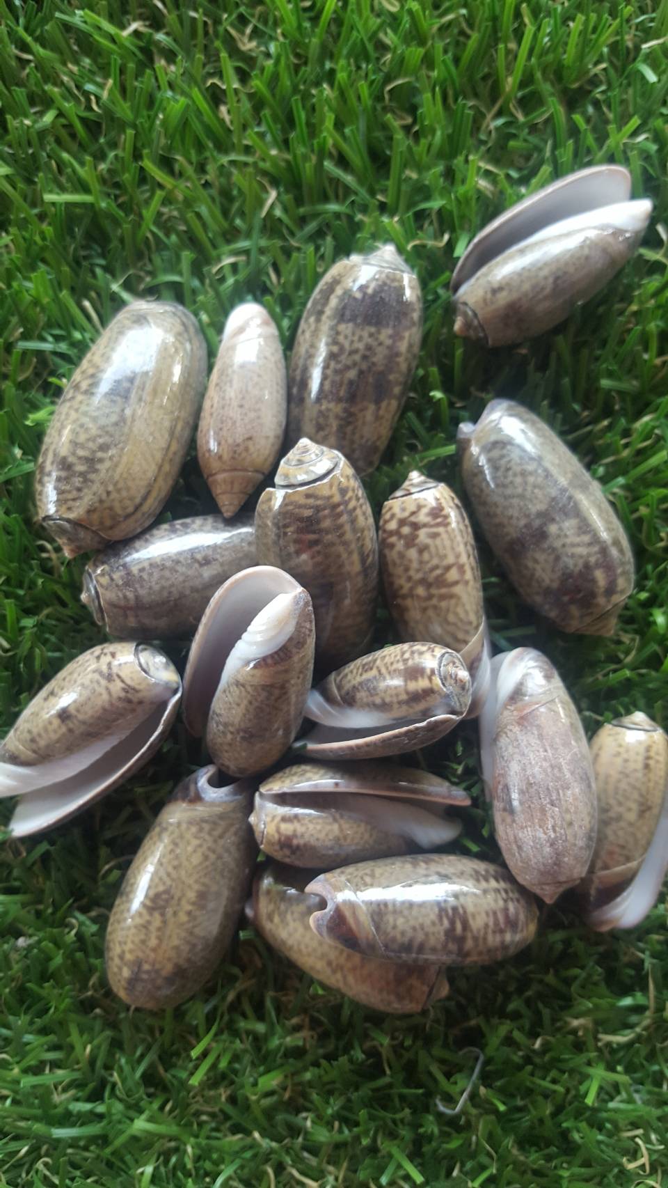 เปลือกหอยเม็ดขนุน