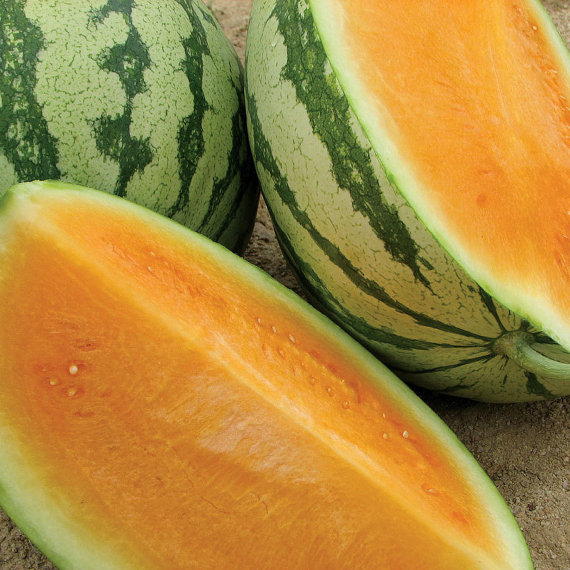 แตงโมเทนเดอร์สวีทสีส้ม - Tender Sweet Orange Watermelon