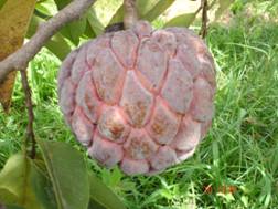น้อยหน่าหนังครั่ง - Nang Krang Sugar apple