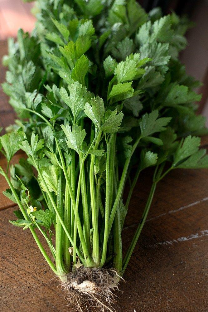 เซลารี่ทอลยูทาห์ - Celery Tall Utah 52/70