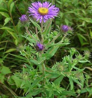 แอสเตอร์นิวอิงแลนด์- New England Aster