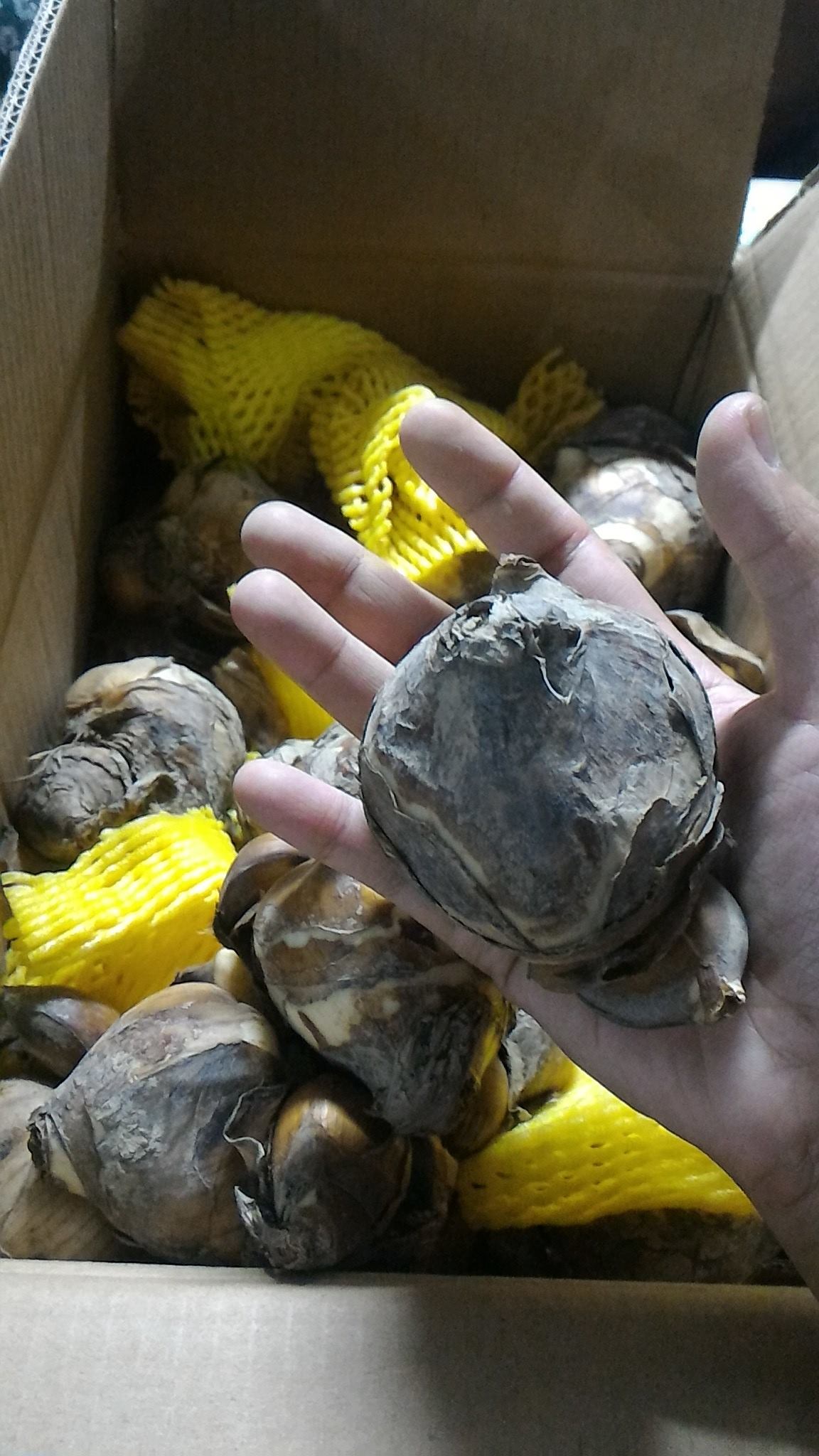 นาร์ซิสซัสทาเซ็ตต้า - Narcissus Tazetta