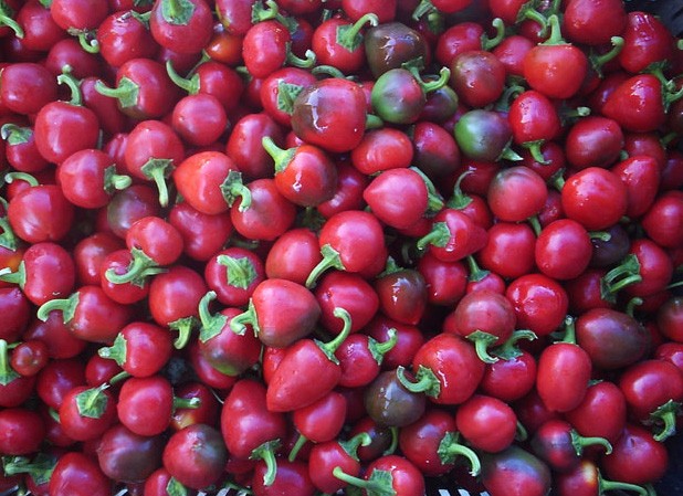 พริกซาตานคิส - Satan Kiss Pepper