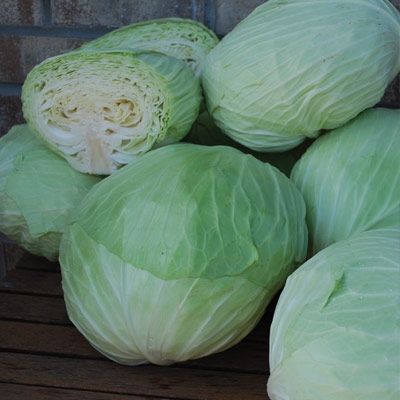 กะหล่ำปลีดัชช์หัวใหญ่ - Late Flat Dutch Cabbage