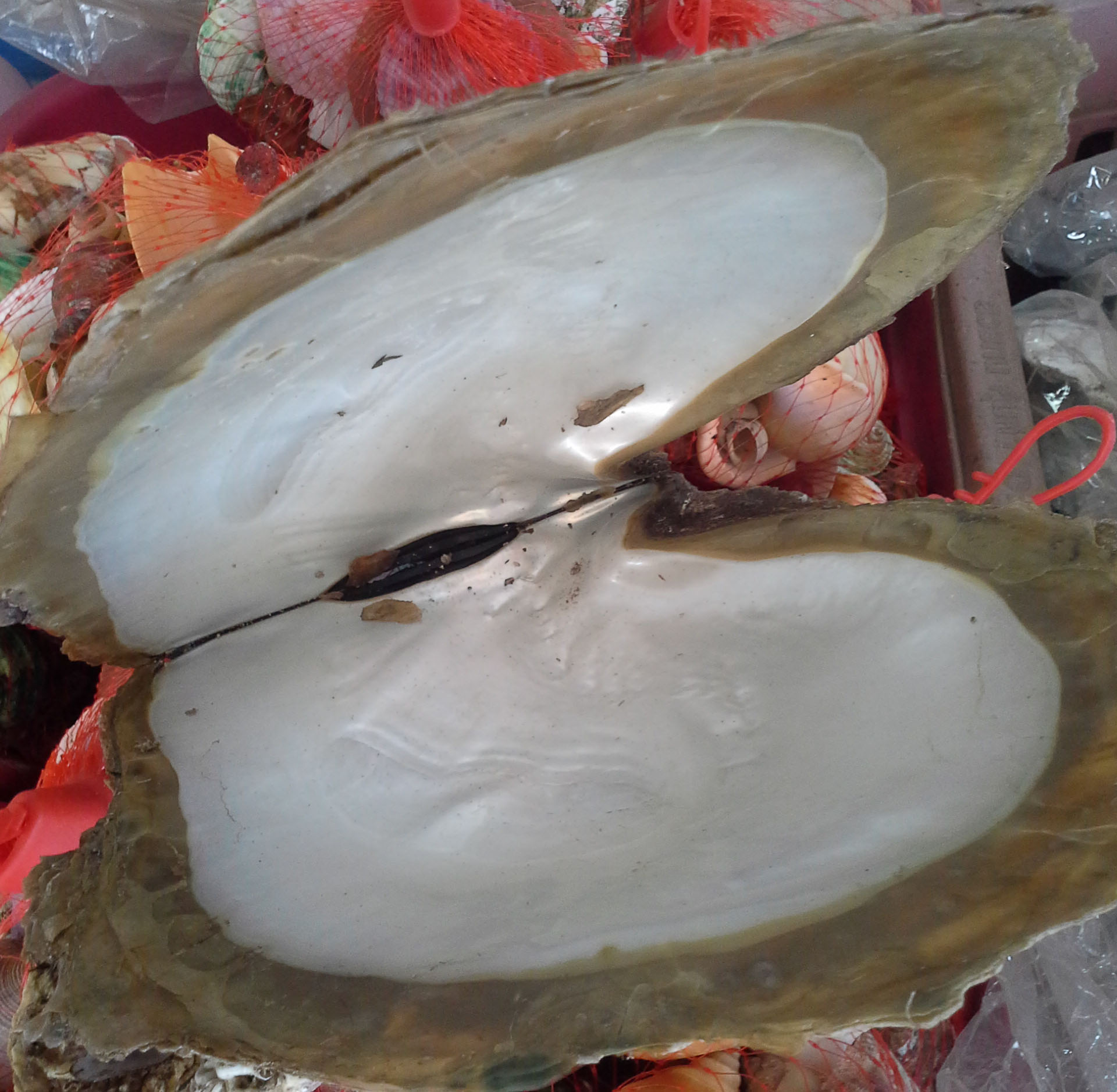 เปลือกหอยมุกชั่งกิโลsize XL