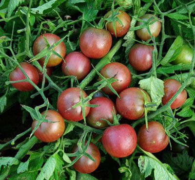 มะเขือเทศเชอรี่สีดำ - Black Cherry Tomato