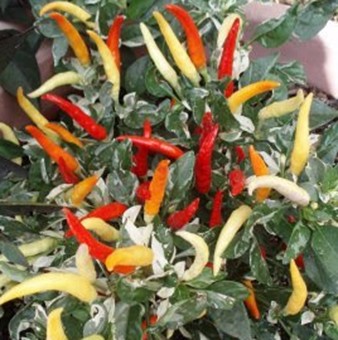 พริกใบด่างฮอทพาเลท - Hot Palette Pepper