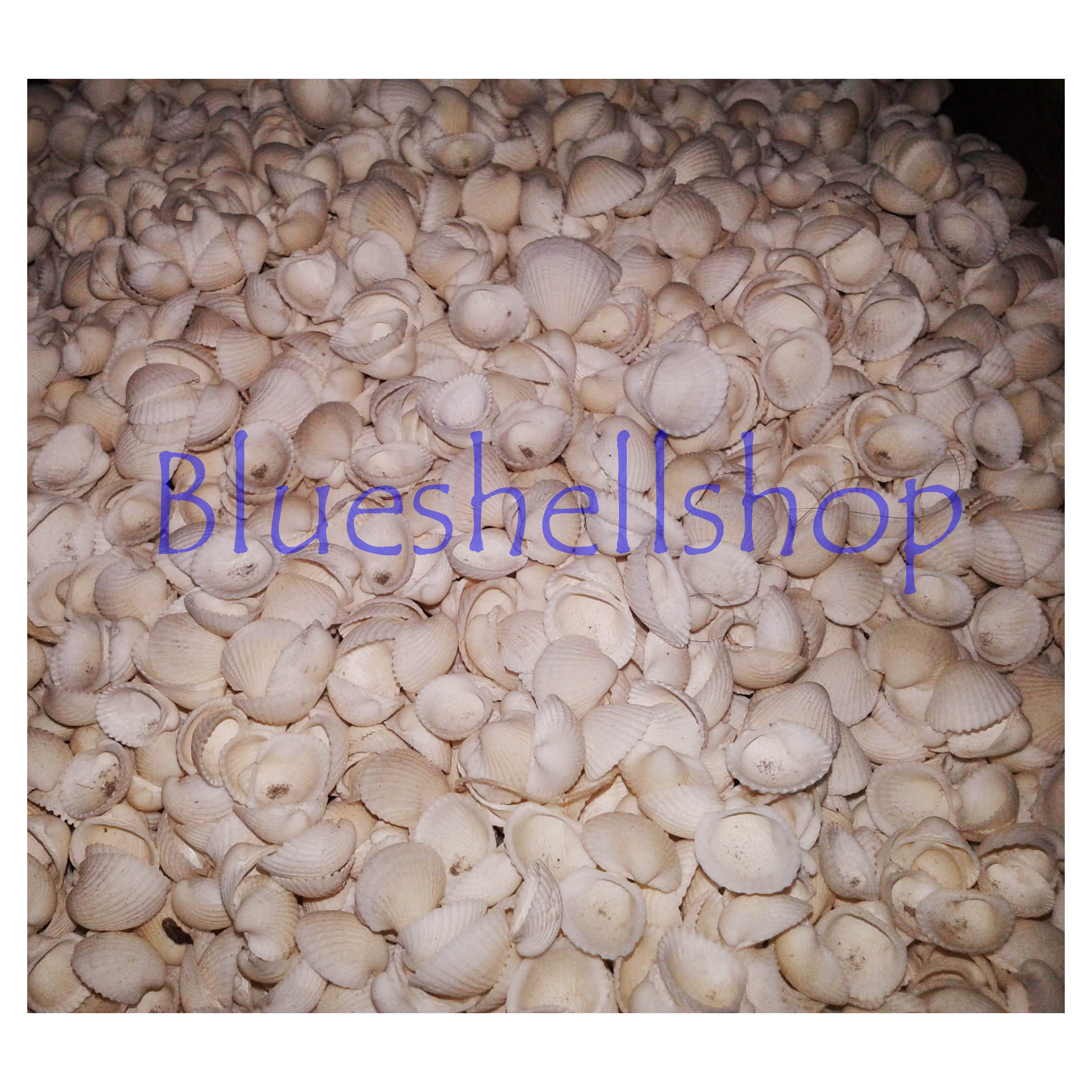 หอยก้างปลาชั่งกิโล