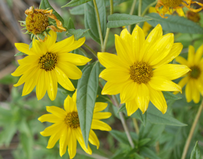 ทานตะวันเม็กซิมิเลี่ยน - Maximilian Sunflower (ทานตะวันดอกดก)