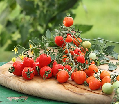 มะเขือเทศหัวใจ - Tomatoberry