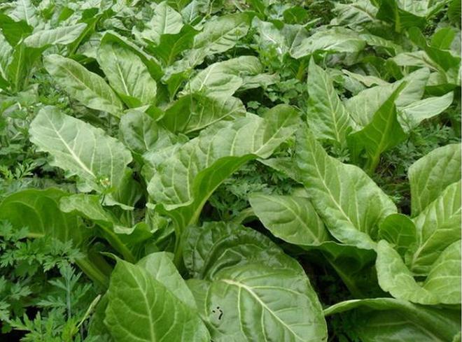 เก๋าฮะไฉ่ - Chinese Beet