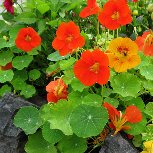 นัซเทอร์เที่ยมคละสี (ดอก ใบ ทานได้) - Mixed Nasturtium (Tropaeolum nanum)