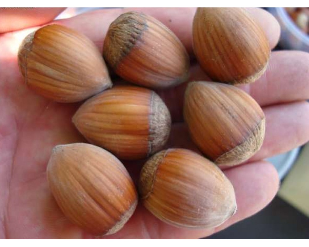 เฮเซลนัท - Hazelnut (Corylus avellana)
