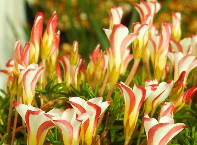 ผีเสื้อราตรีแคนดี้แคน - Oxalis Candy Cane 3 หัว