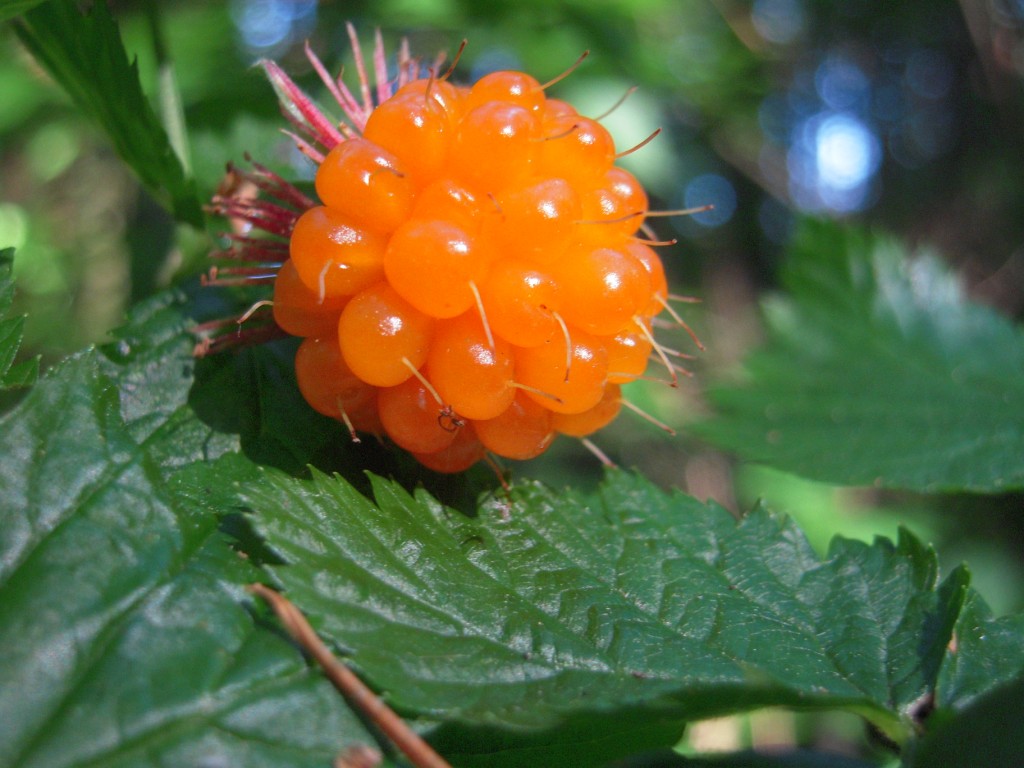 แซลม่อนเบอรี่ - Salmonberry