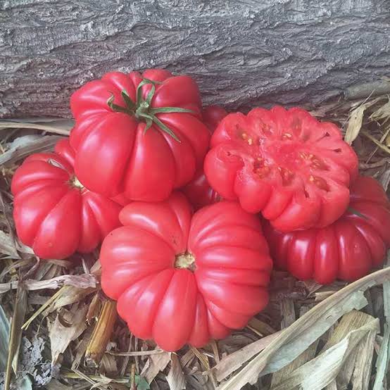 มะเขือเทศมัชรูมบาสเกต - Mushroom Basket Tomato