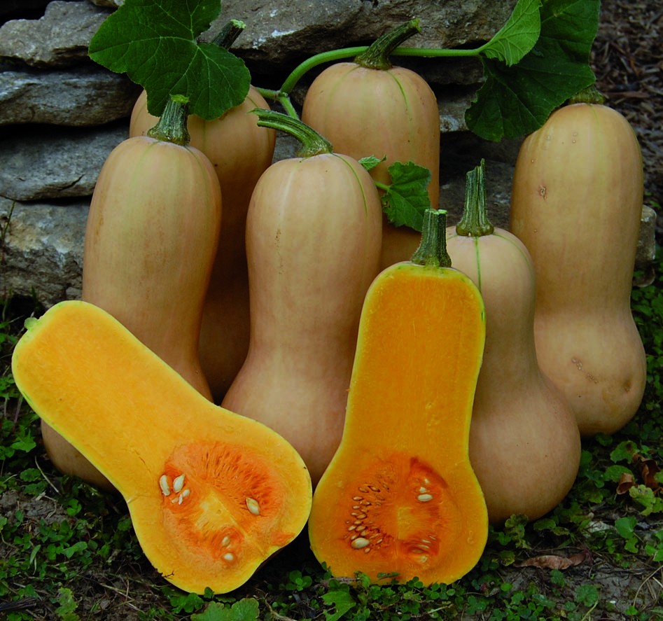 ฟักบัตเตอร์นัท - Waltham Butternut Squash