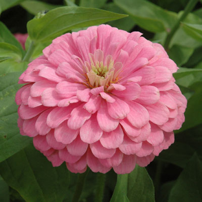 บานชื่นสีชมพูคละชนิด - Luminous Pink Zinnia