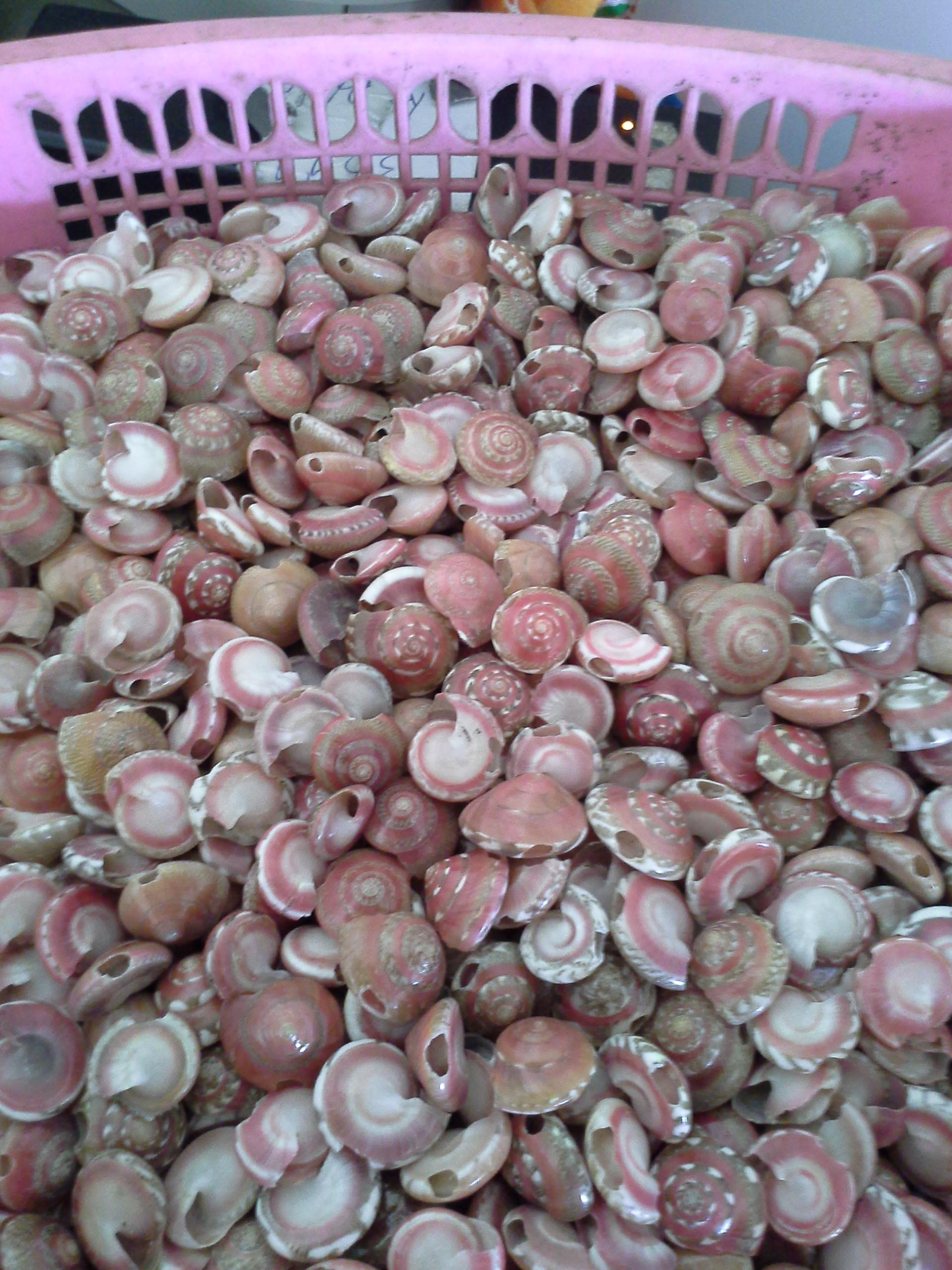 หอยทับทิมชมพูธรรมชาติ