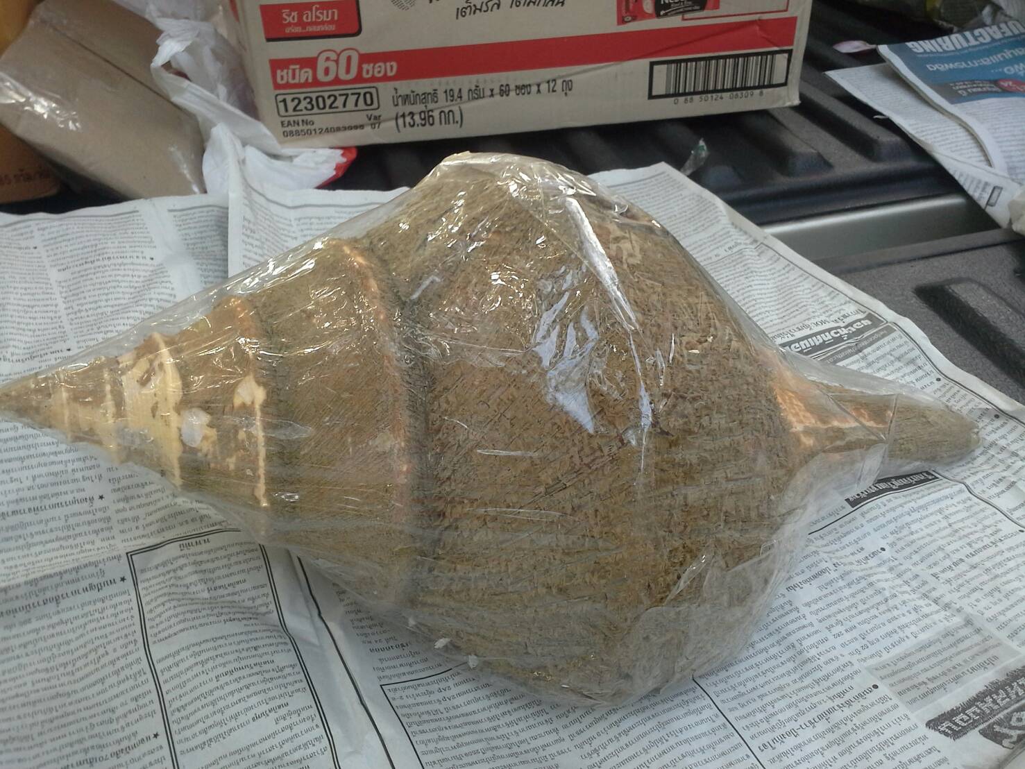 หอยสังข์ตัวใหญ่แบบไม่ขัดธรรมชาติ