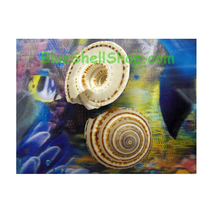 หอยม้วนลายน้ำตาล