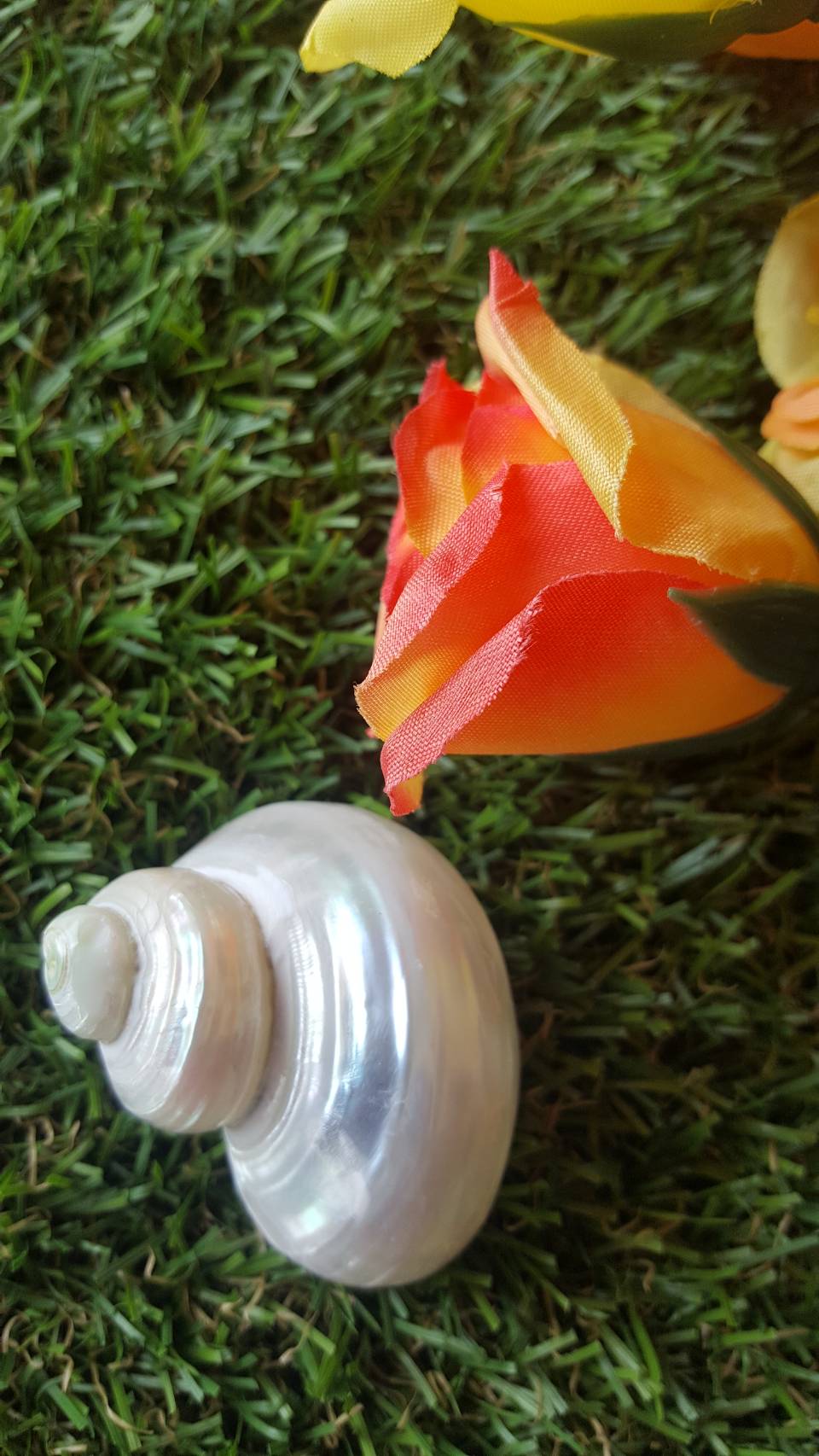 เปลือกหอยสะสมหอยตาวัวขัดเงามุก